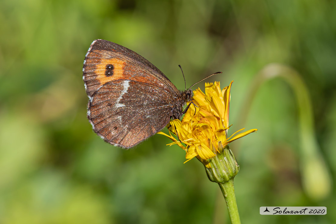 Erebia ligea - Ligea - Arran Brown