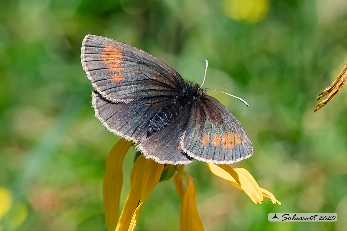 Erebia manto :  Yellow-spotted ringlet