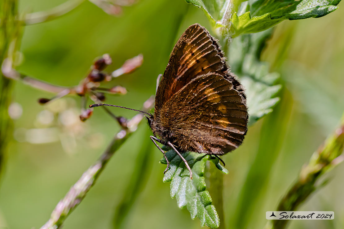Erebia medusa - Woodland ringlet