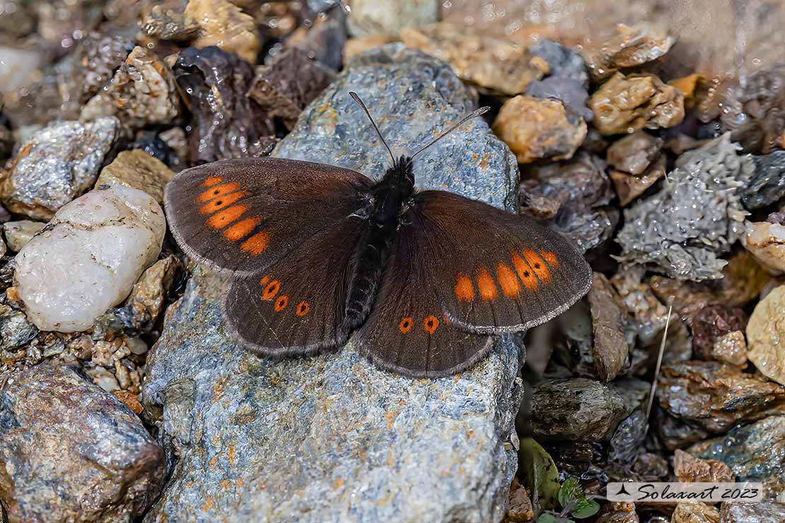 Erebia melampus - Lesser mountain ringlet