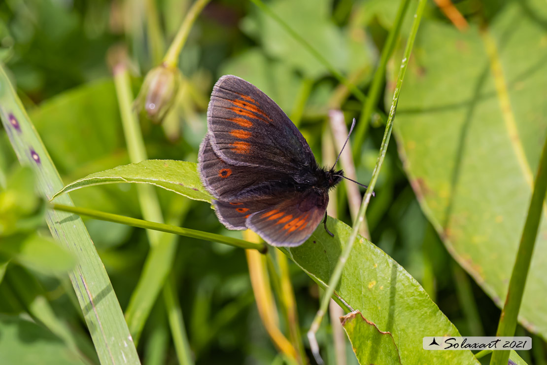 Erebia melampus - Lesser mountain ringlet