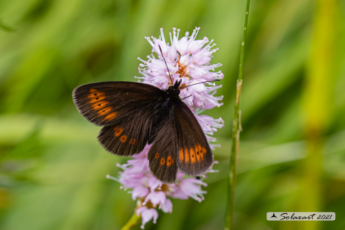 Erebia melampus - Lesser mountain ringlet