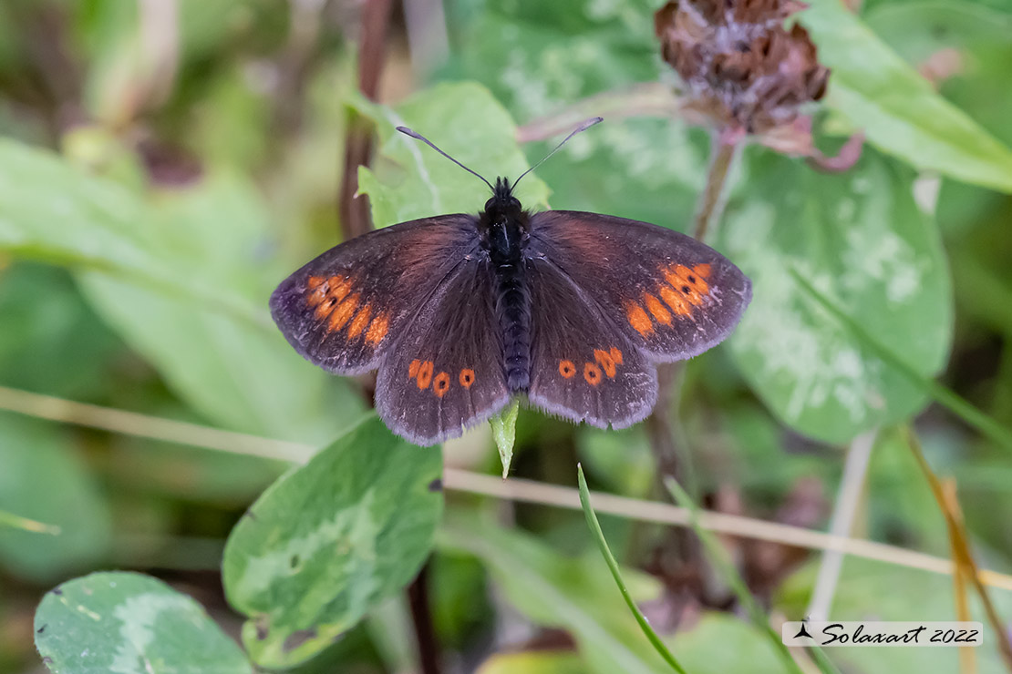 Erebia melampus - Lesser mountain ringlet