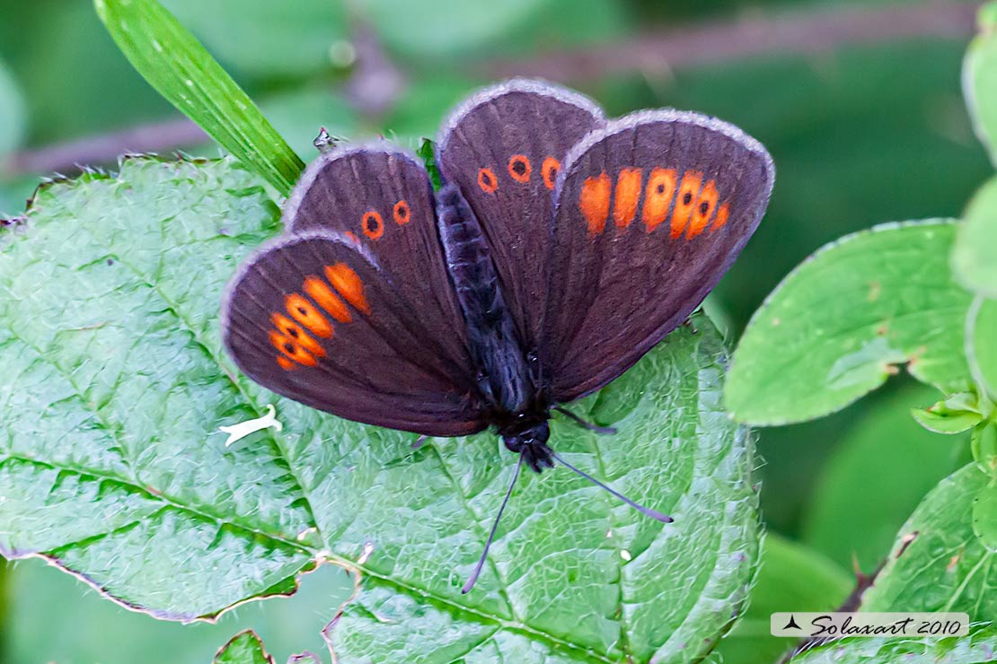 Erebia melampus - Lesser mountain ringlet