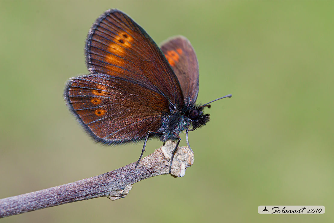 Erebia melampus - Lesser mountain ringlet