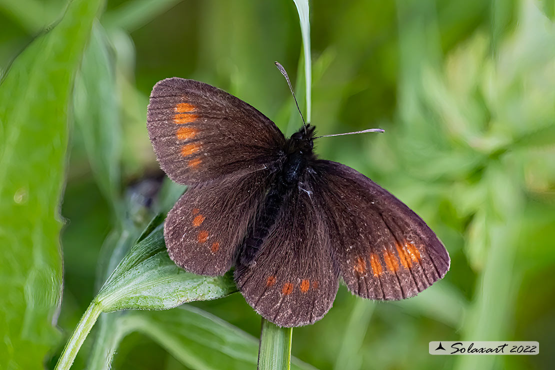 Erebia melampus impunctata - Lesser mountain ringlet
