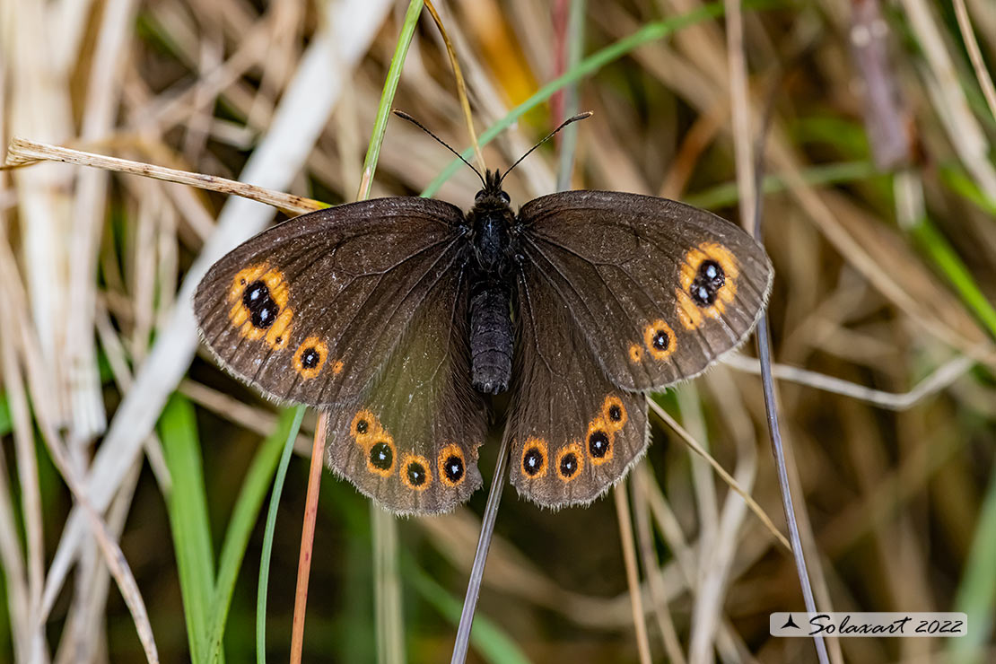 Erebia meolans - Piedmont ringlet