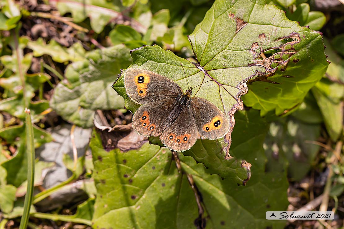 Erebia montanus :  Marbled ringlet