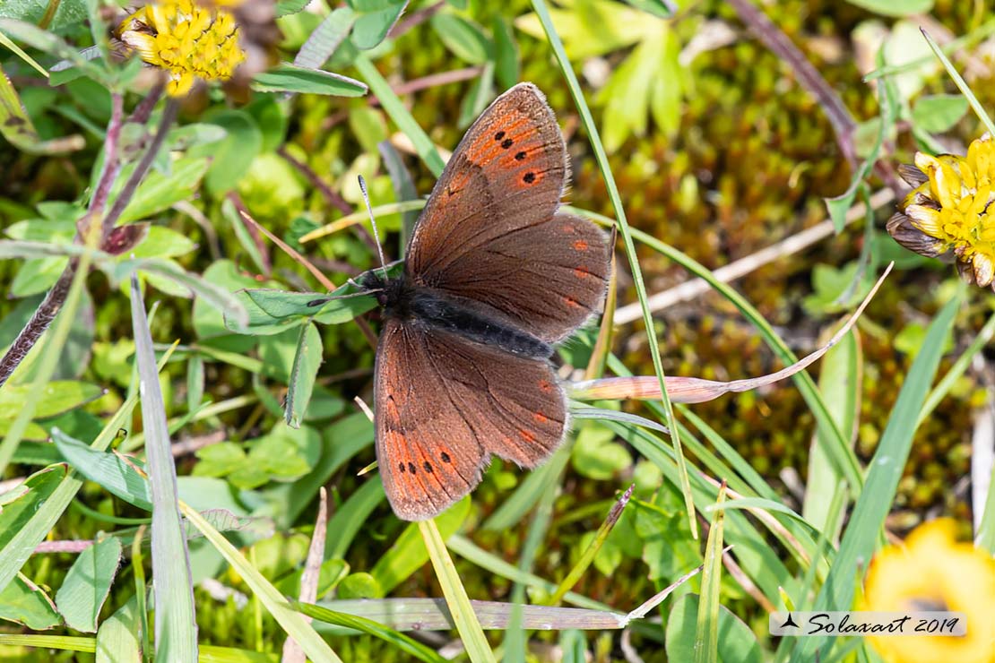 Erebia pandrose :  Dewy ringlet