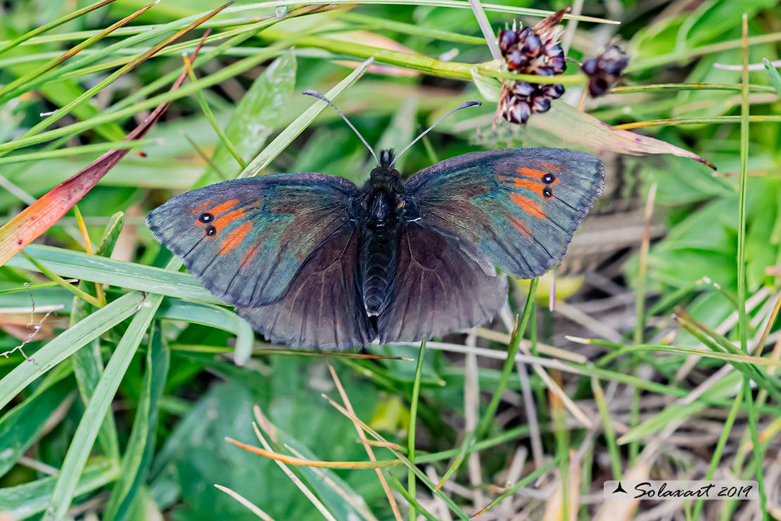 Erebia tyndarus :  Swiss brassy ringlet