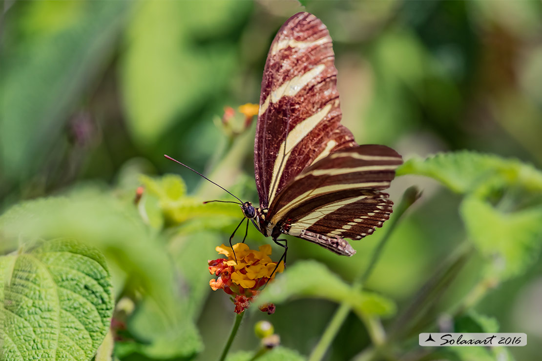 Heliconius charithonia - Zebra longwing