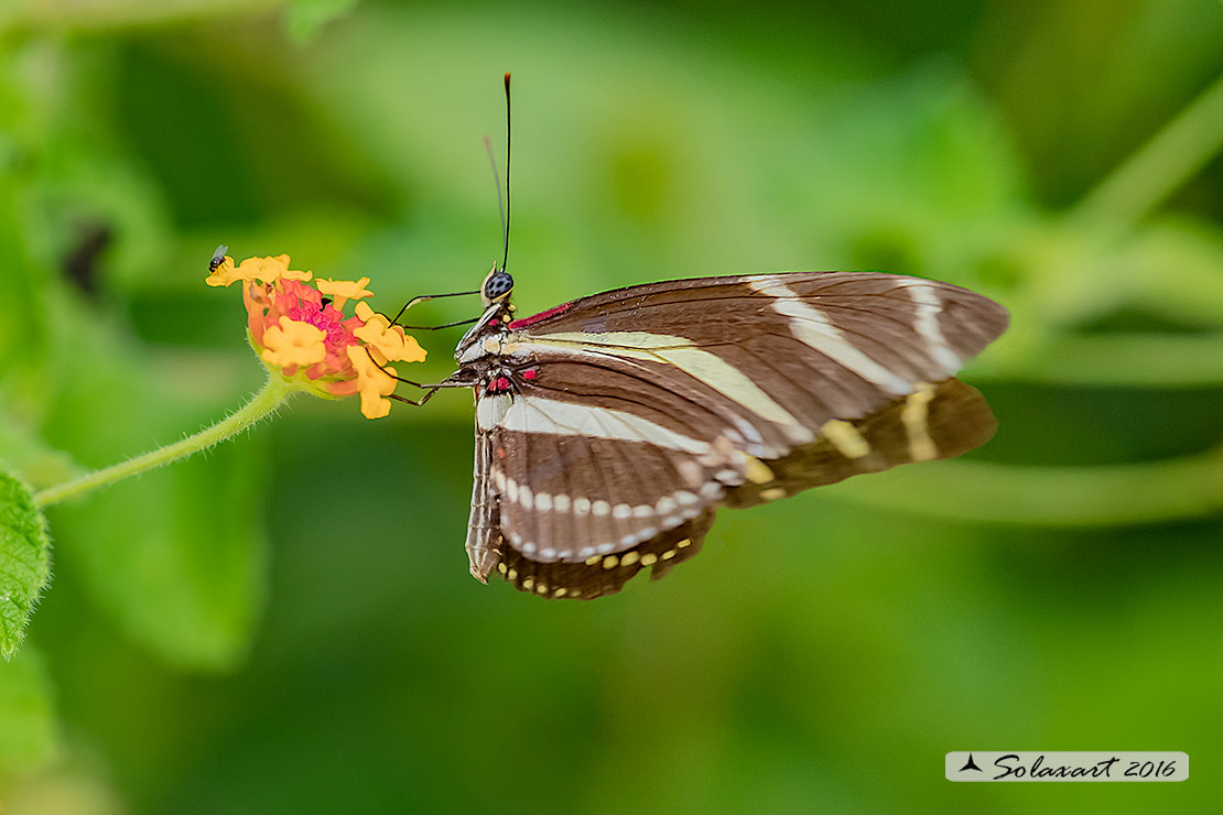 Heliconius charithonia - Zebra longwing