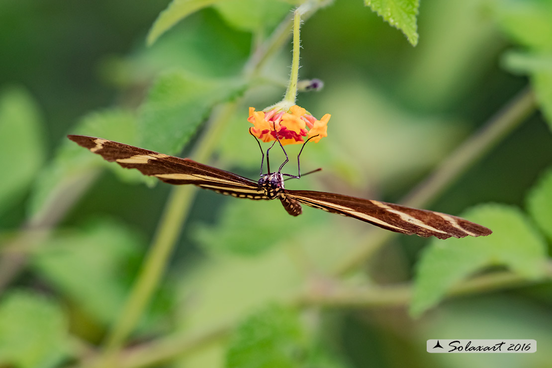 Heliconius charithonia - Zebra longwing