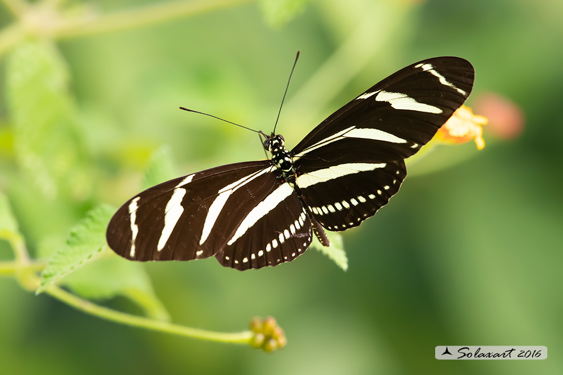 Heliconius charithonia - Zebra longwing