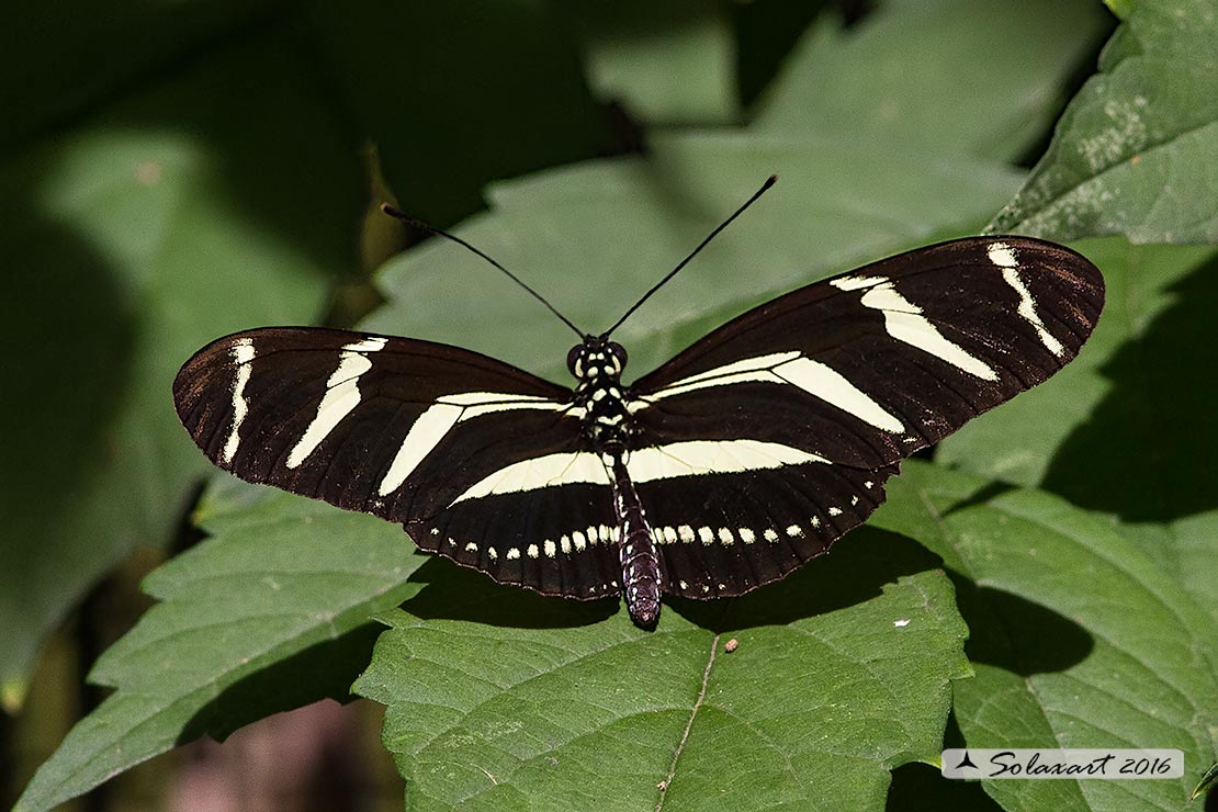 Heliconius charithonia - Zebra longwing