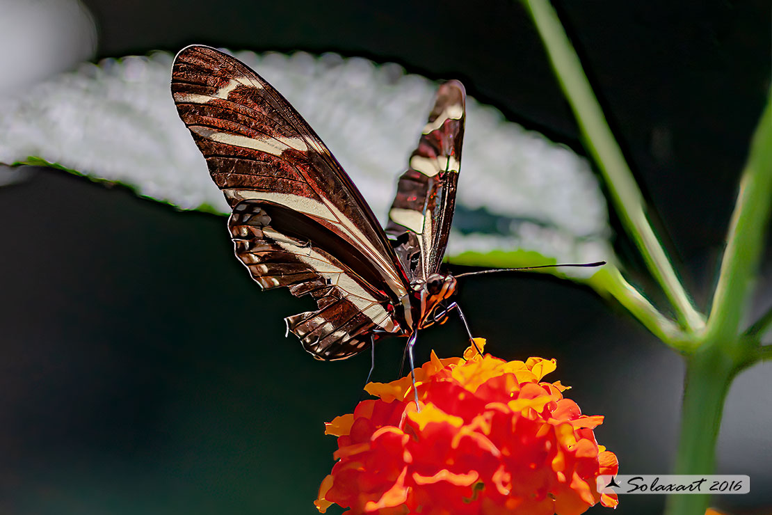 Heliconius charithonia - Zebra longwing