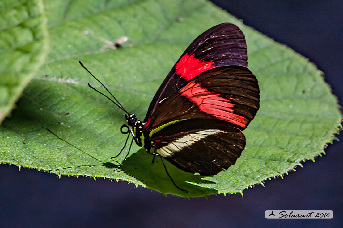 Heliconius erato - Red postman