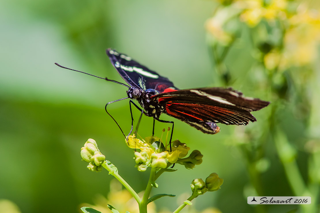 Heliconius erato - Red postman