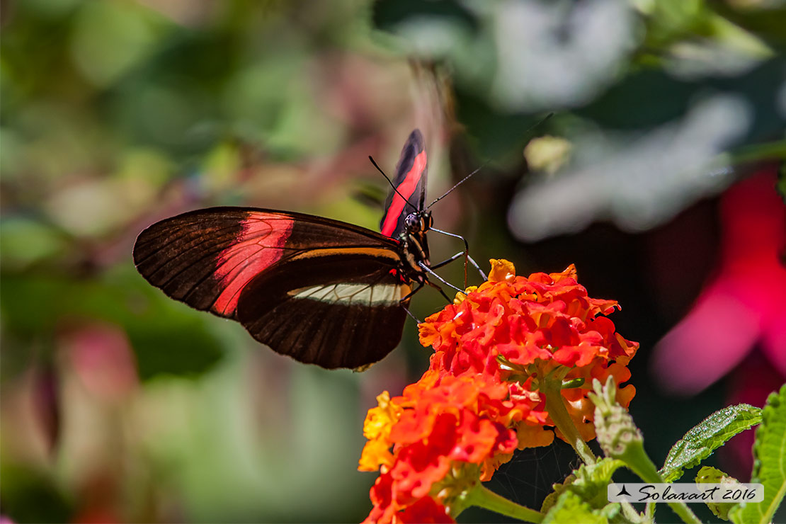 Heliconius erato - Red postman