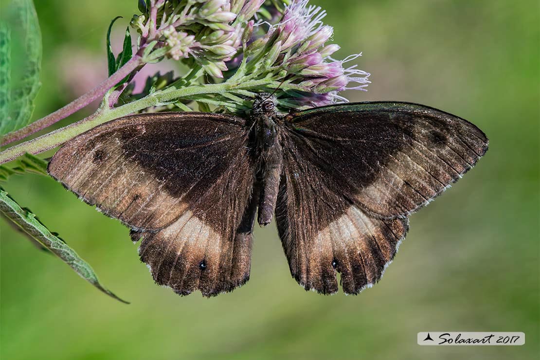Hipparchia fagi (femmina)  -  Woodland grayling  (female)