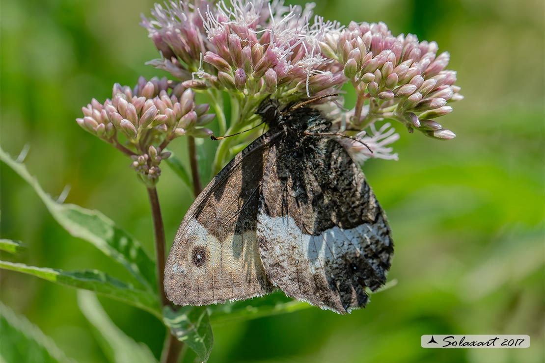 Hipparchia fagi (femmina)  -  Woodland grayling  (female)