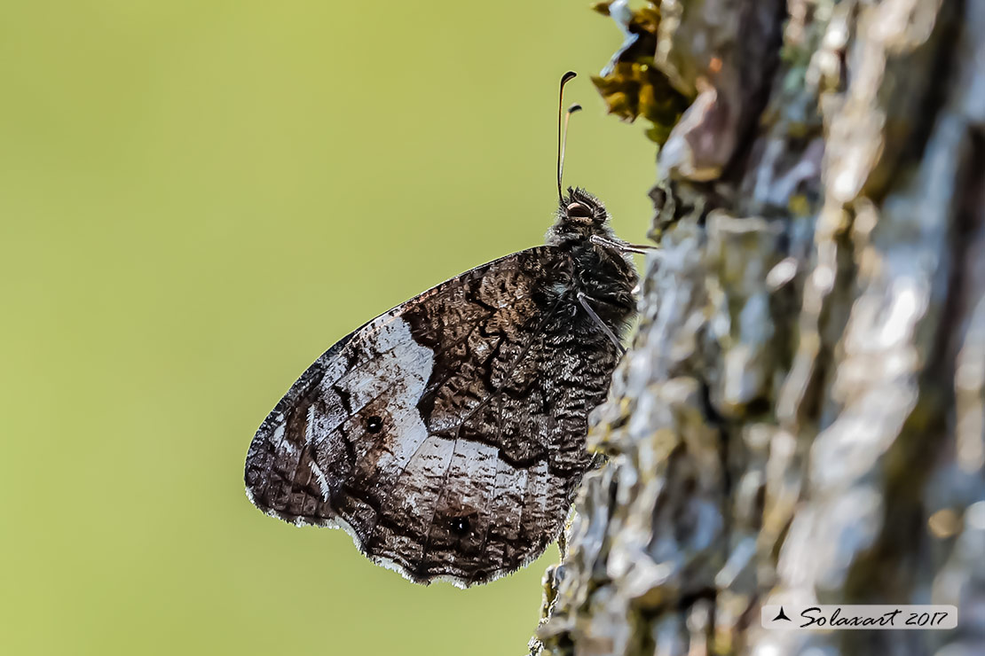 Hipparchia fagi (femmina)  -  Woodland grayling  (female)
