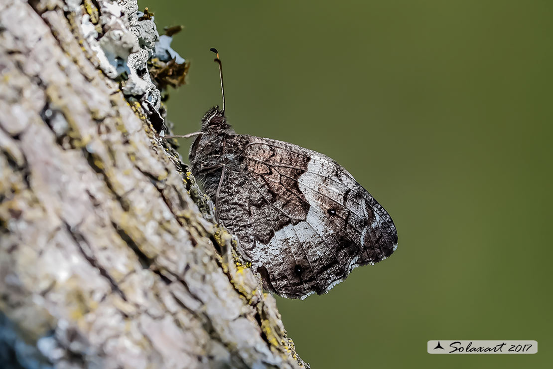 Hipparchia fagi (femmina)  -  Woodland grayling  (female)