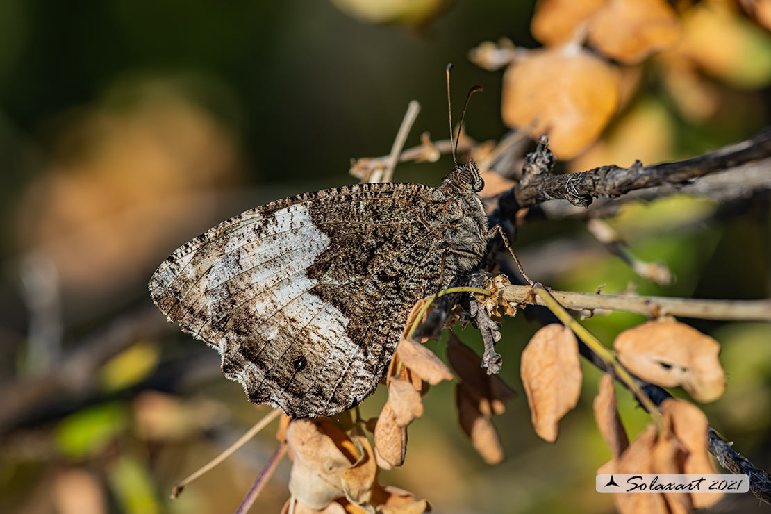Hipparchia hermione -  Rock grayling