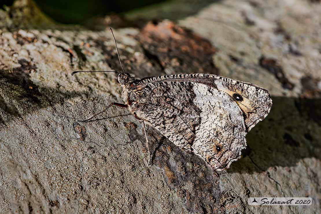 Hipparchia semele - Rock grayling