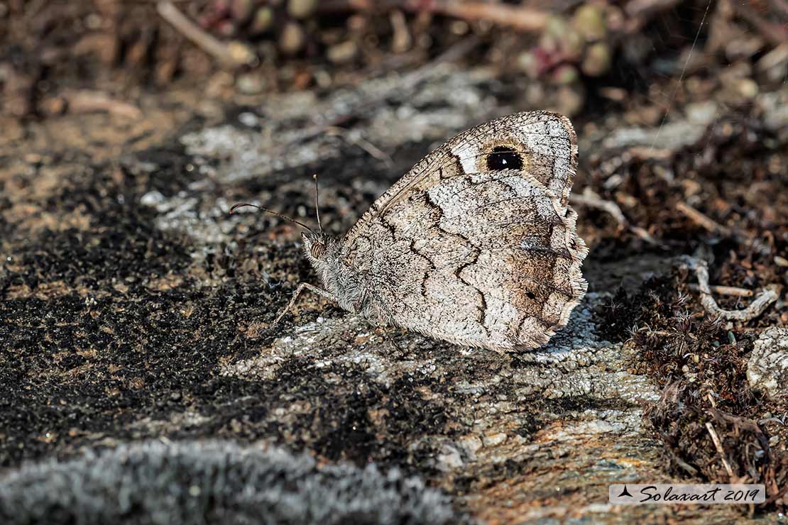 Ipparchia statilinus (femmina)  -  Tree grayling  (female)