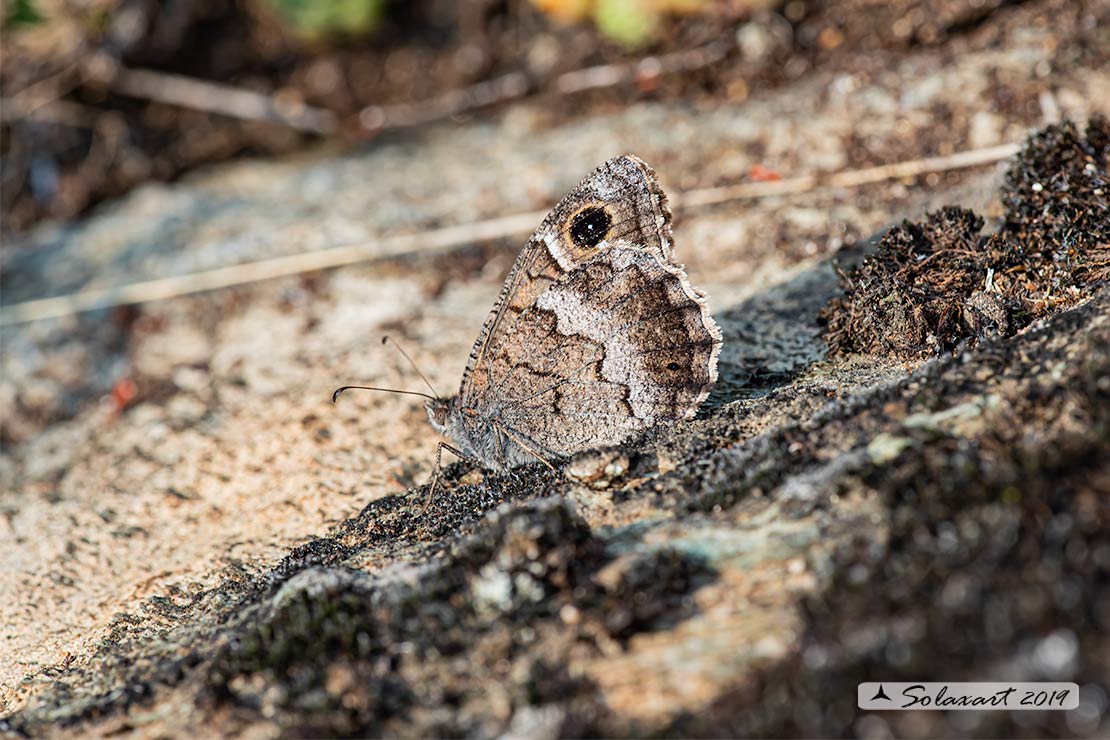 Ipparchia statilinus (femmina)  -  Tree grayling  (female)