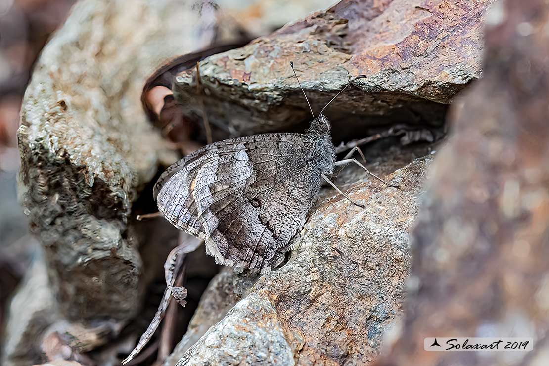 Ipparchia statilinus (femmina)  -  Tree grayling  (female)
