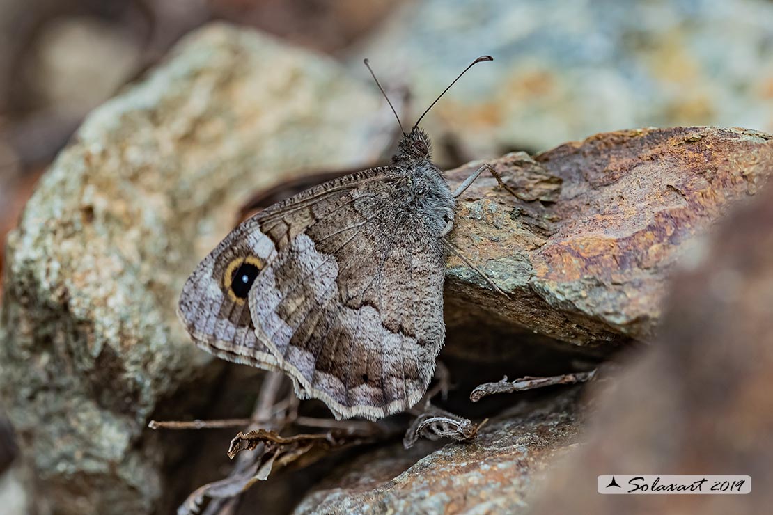 Ipparchia statilinus (femmina)  -  Tree grayling  (female)