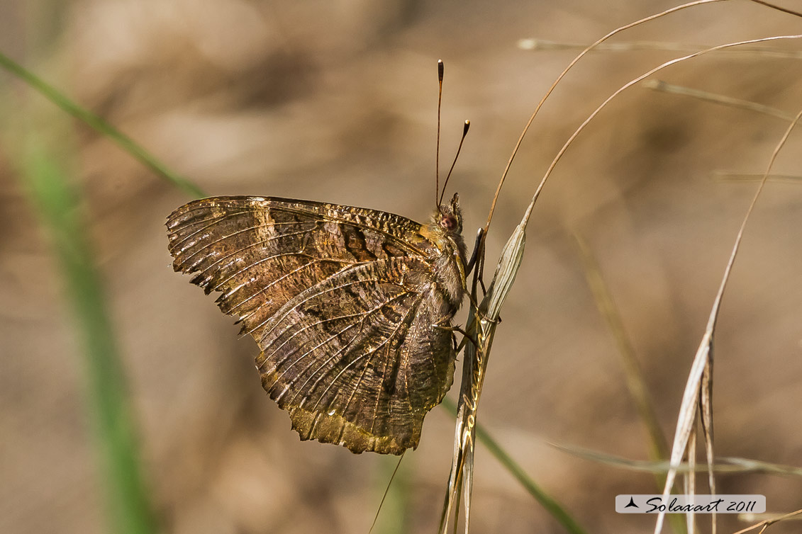 Inachis io - Vanessa Io - Portegeuse Peacock