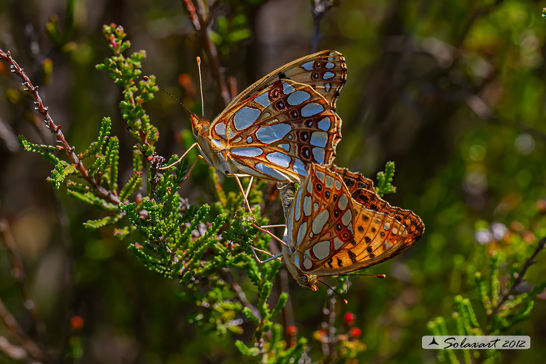 Issoria lathonia - ( copula )