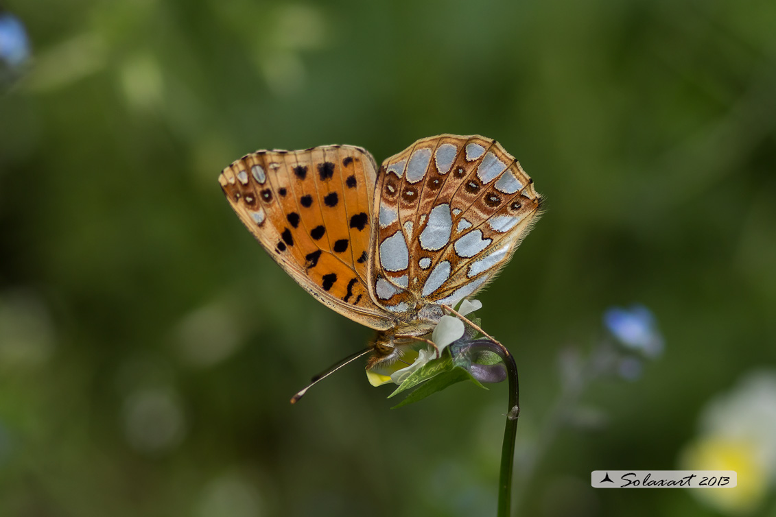 Issoria lathonia - La farfalla sembra laminata con scaglie d'argento