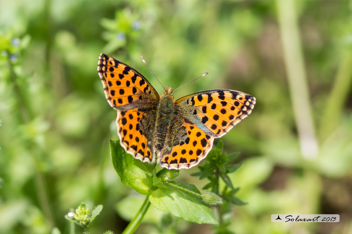 Issoria lathonia - La farfalla sembra laminata con scaglie d'argento