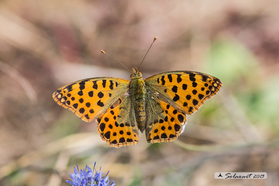 Issoria lathonia - La farfalla sembra laminata con scaglie d'argento