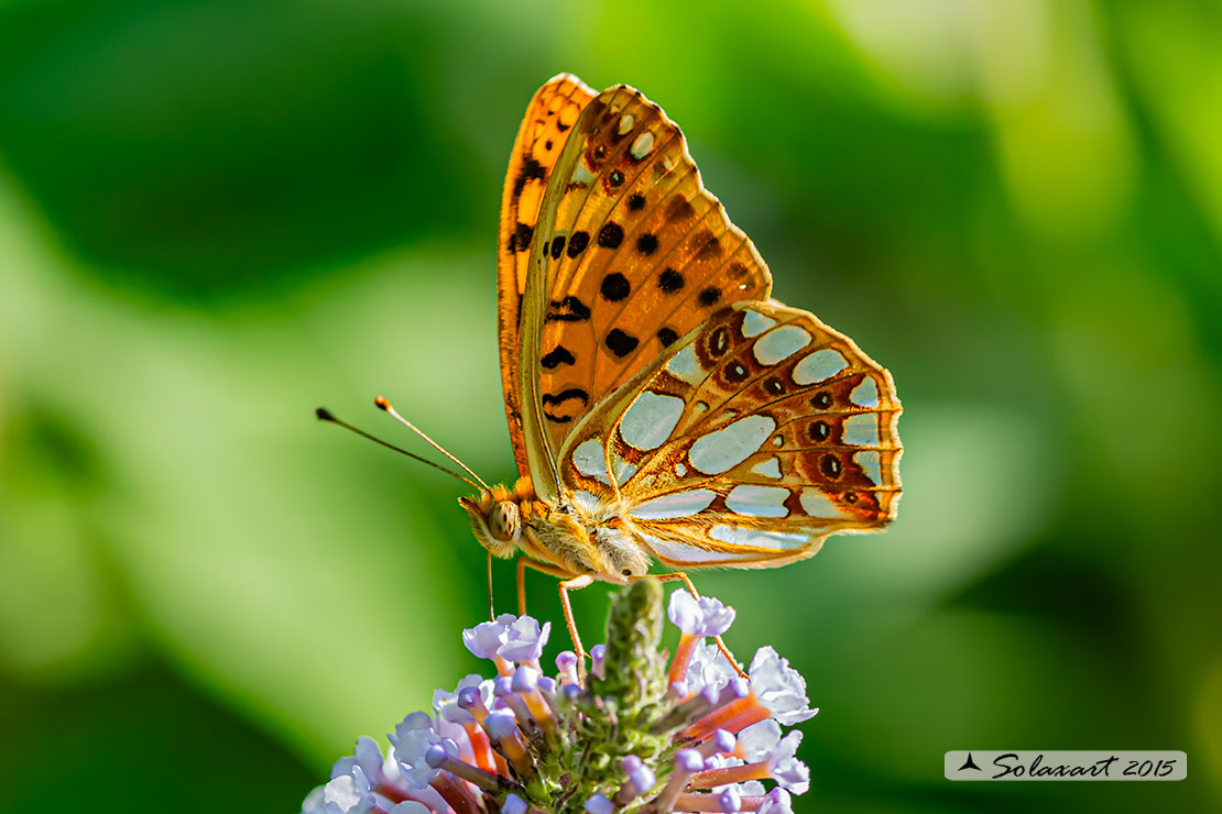 Issoria lathonia - La farfalla sembra laminata con scaglie d'argento