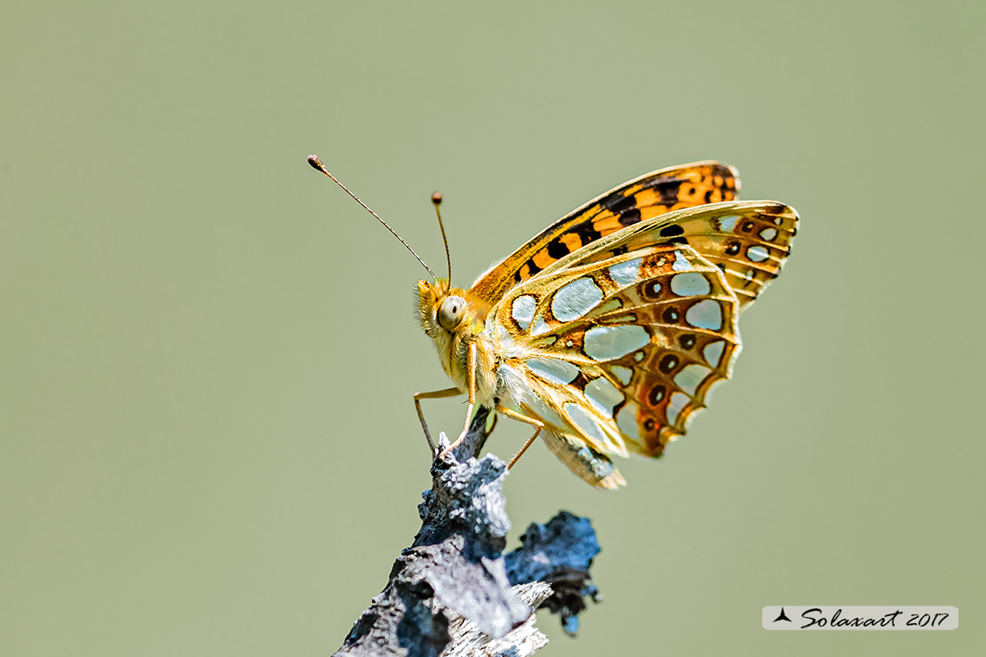 Issoria lathonia - La farfalla sembra laminata con scaglie d'argento