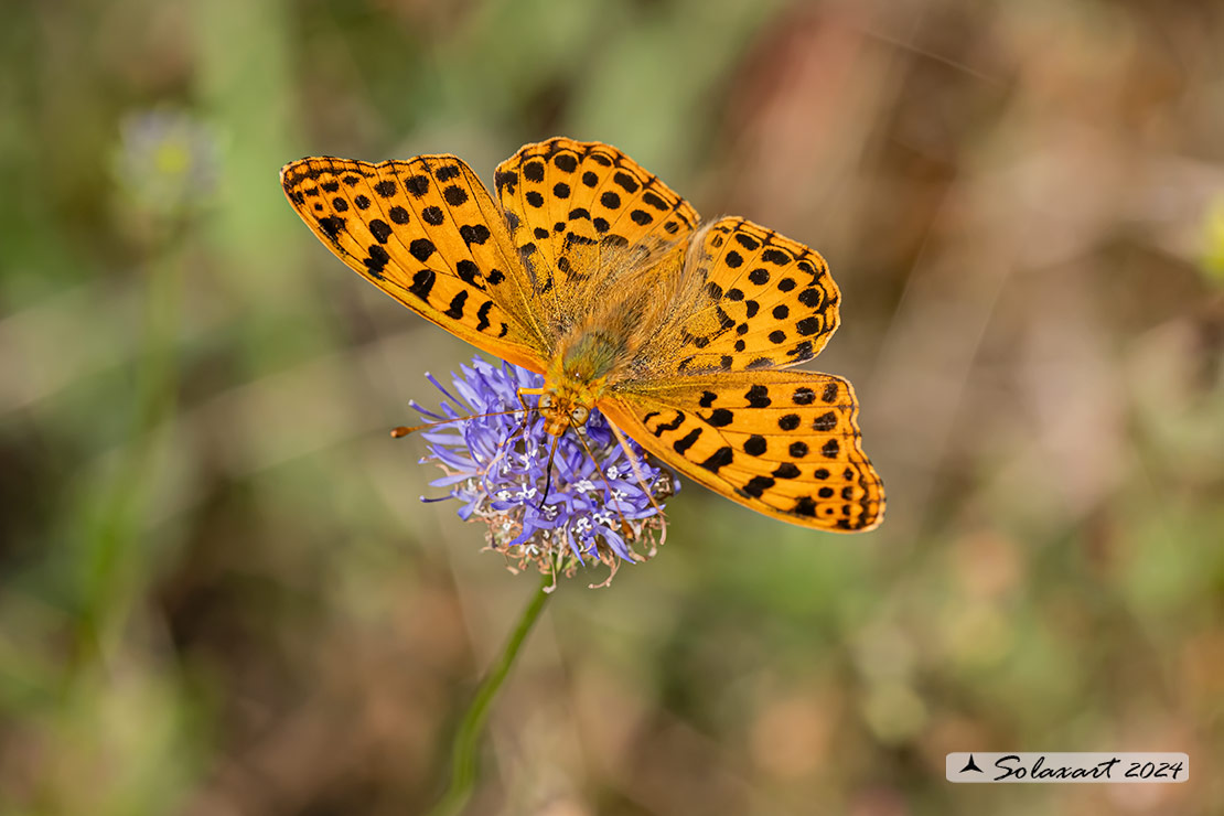 Issoria lathonia - La farfalla sembra laminata con scaglie d'argento