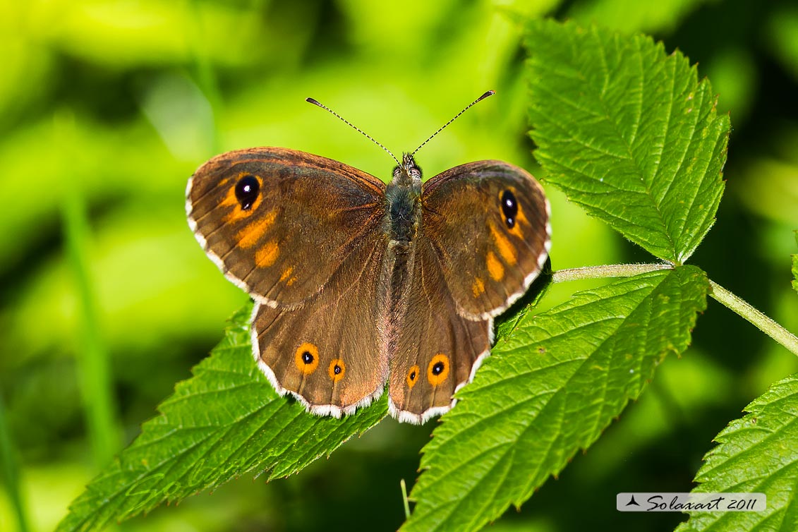 Lasiommata maera : Mera; Large Wall Brown