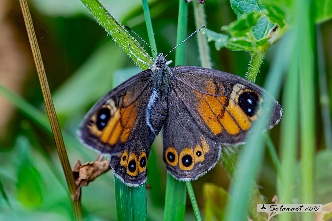 Lasiommata maera : Mera; Large Wall Brown