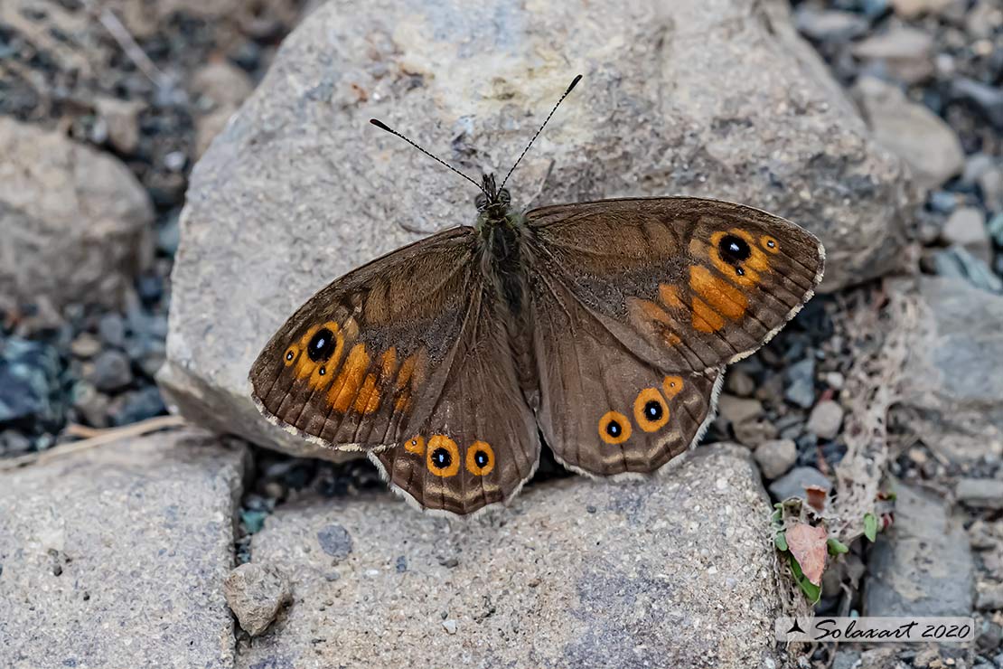 Lasiommata maera : Mera; Large Wall Brown