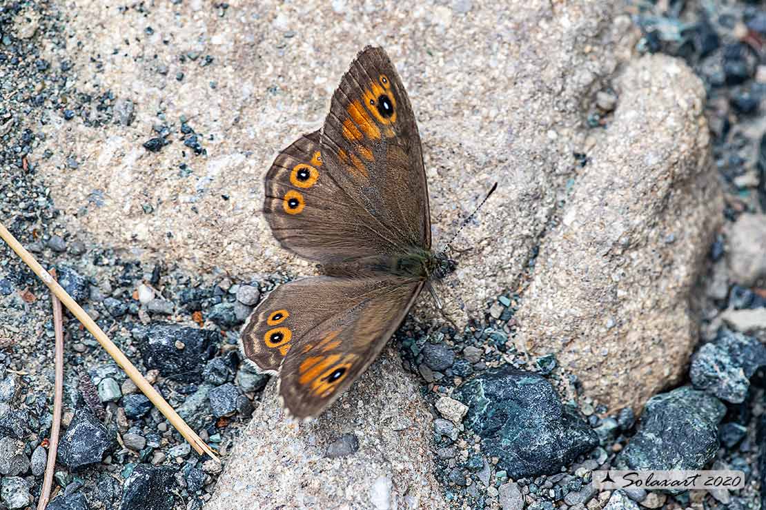 Lasiommata maera : Mera; Large Wall Brown