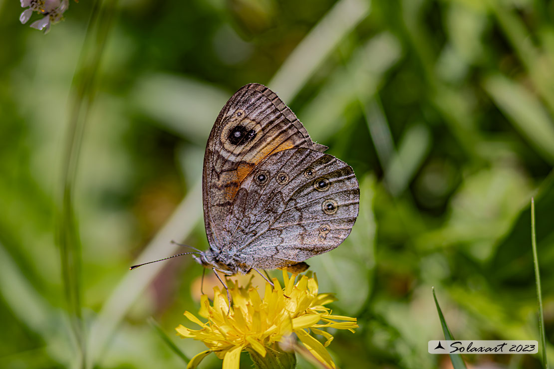 Lasiommata maera : Mera; Large Wall Brown