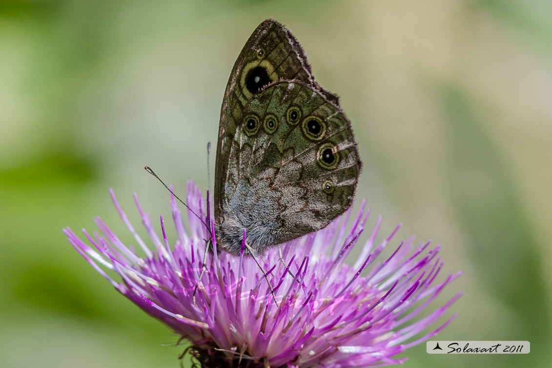 Lasiommata petropolitana  -  Northern Wall Brown