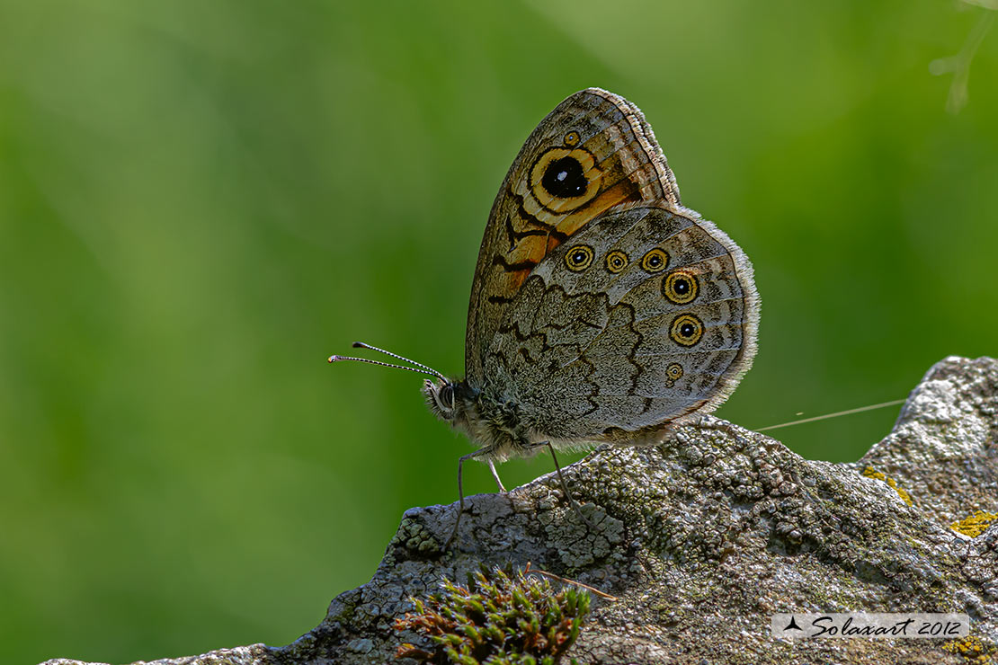 Lasiommata petropolitana  -  Northern Wall Brown