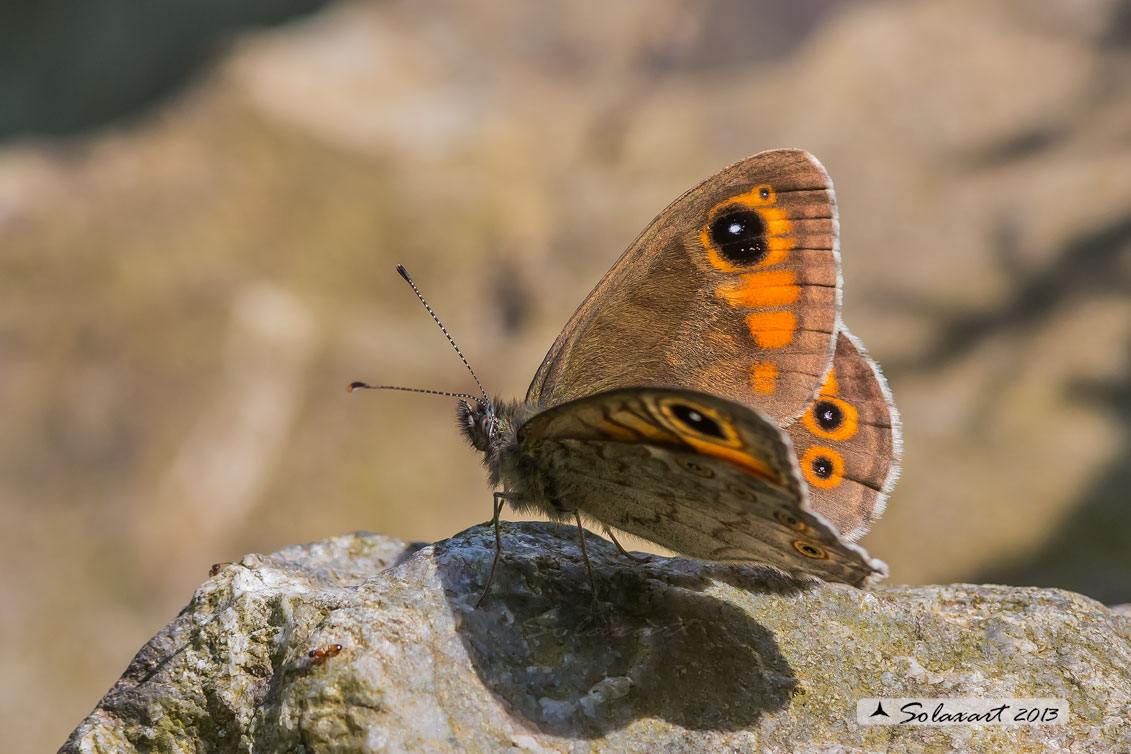 Lasiommata petropolitana  -  Northern Wall Brown