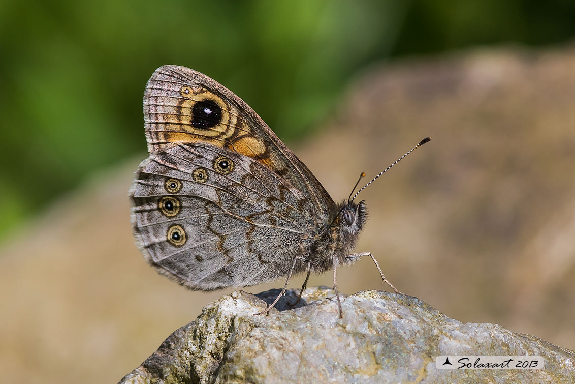 Lasiommata petropolitana  -  Northern Wall Brown